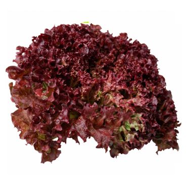 Lettuce Lollo Rosso UAE Pack 200 G